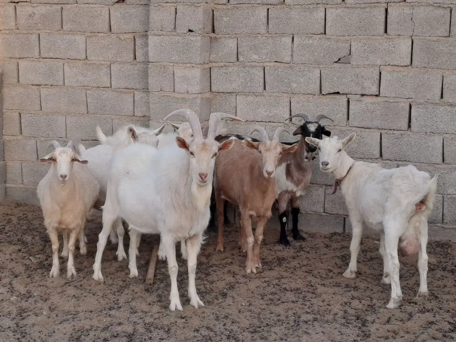 بز سانن و میش رومن|حیوانات مزرعه|اراک, |دیوار