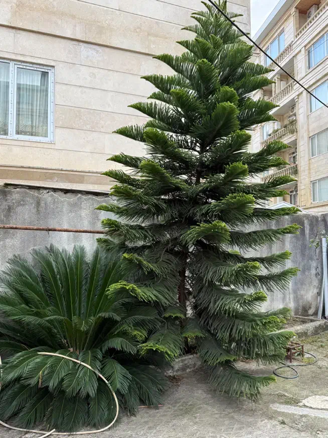 گل مطبق و سیکاس|گل و گیاه طبیعی|تالش, هشتپر|دیوار