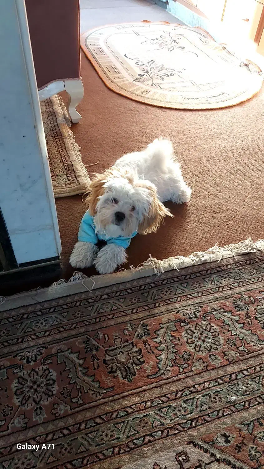 شیتزو کراس آلمانی بسیارشاداب وباهوش|سگ|تبریز, |دیوار