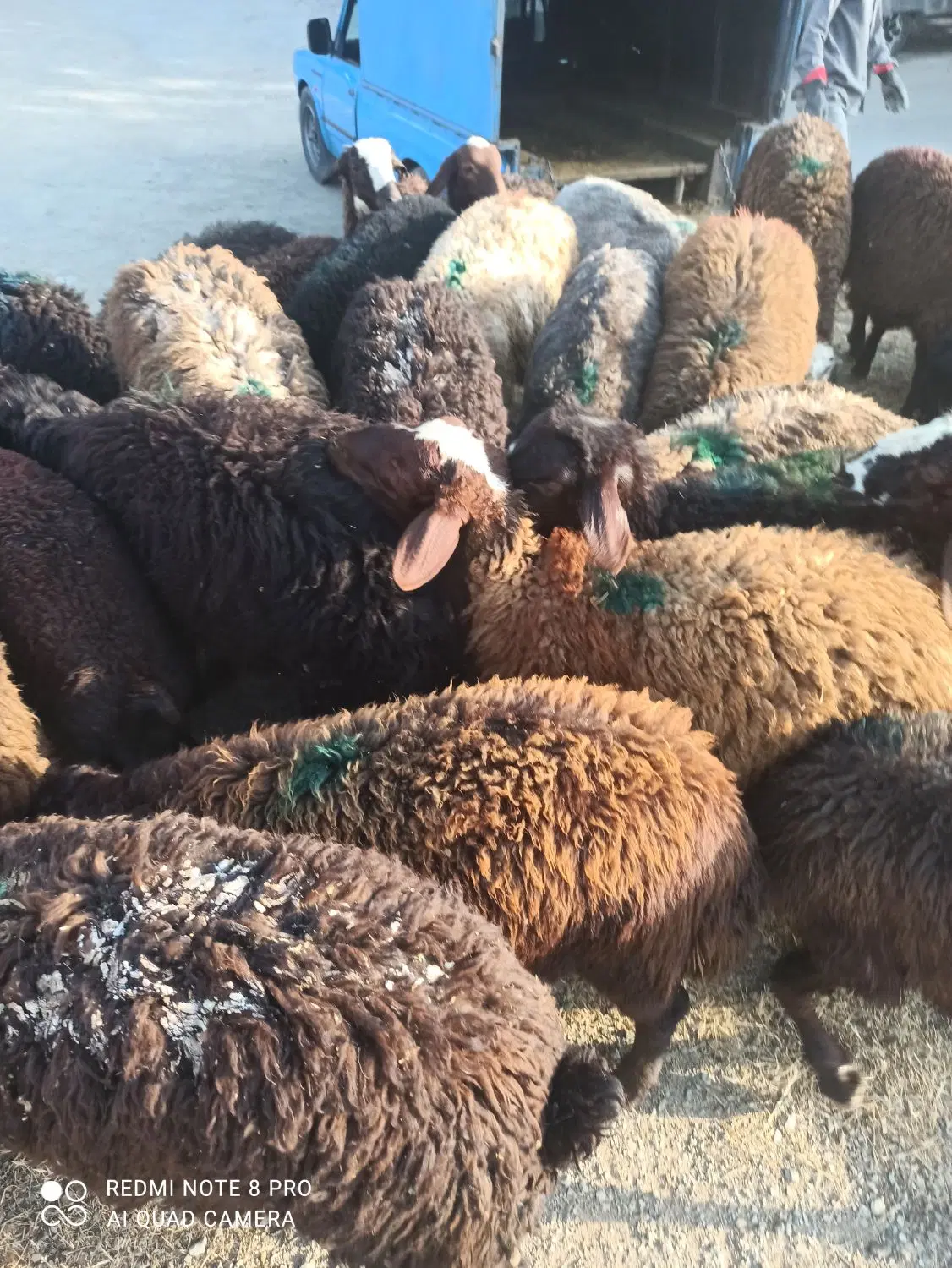 هیئت زنده عاشورا میارم گوسفند شکم خالی|حیوانات مزرعه|تهران, سهروردی|دیوار