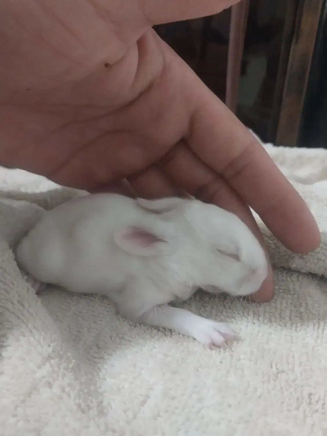 خرگوش اهلی یک ماهه سالم رنگهای زیبا|موش و خرگوش|گرگان, |دیوار