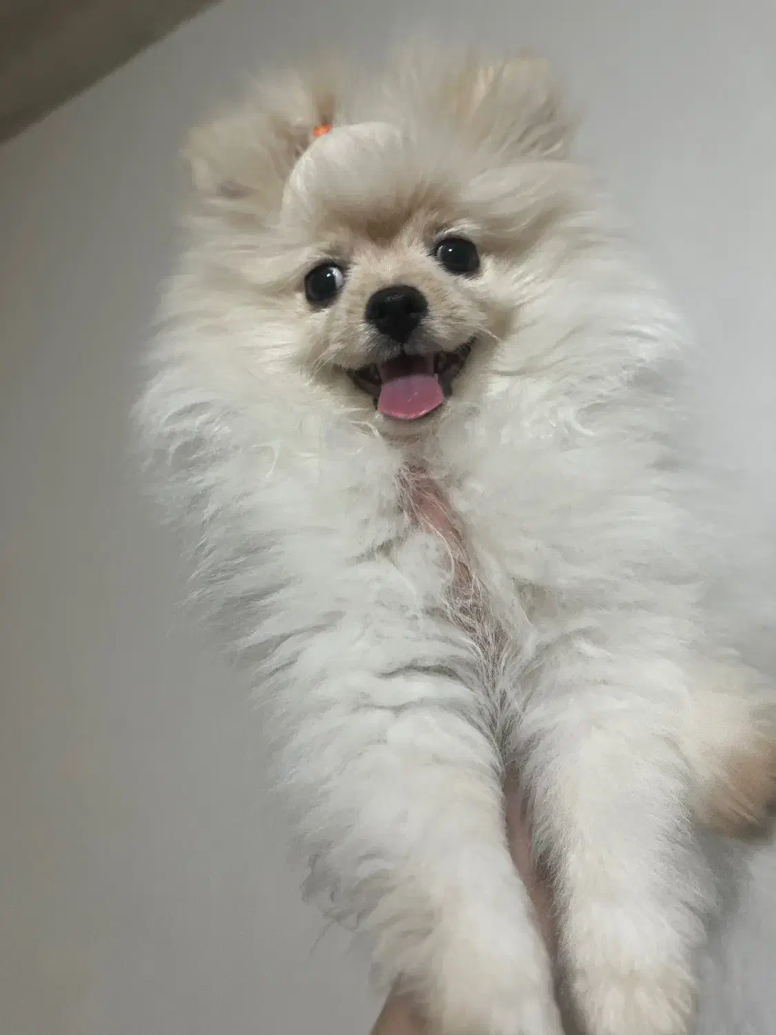 پامر سه ماهه|سگ|تهران, انبار نفت|دیوار