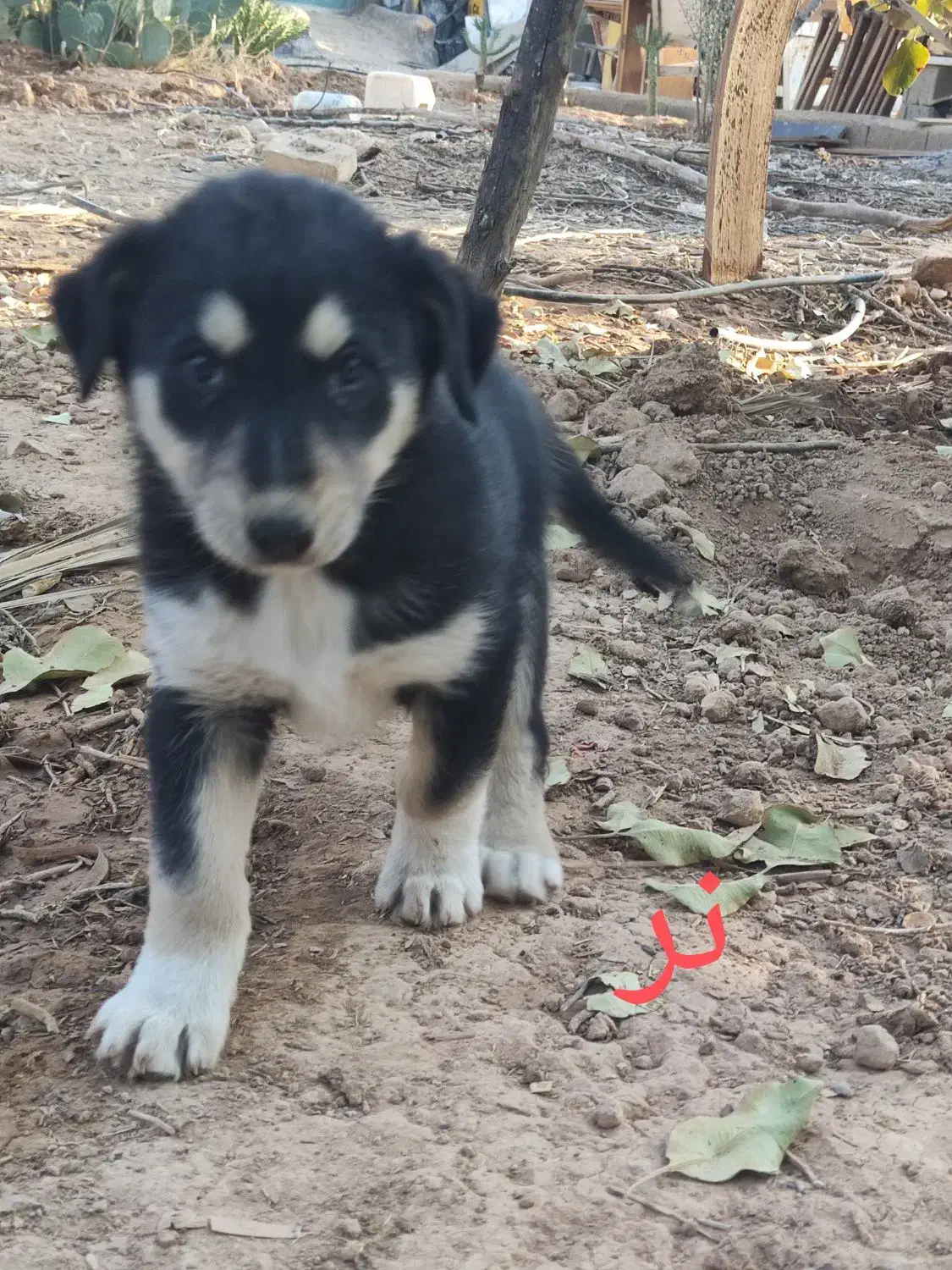 واگذاری سرپرستی توله سگ فقط 1 تومن|سگ|شیراز, فرودگاه شهید دستغیب شیراز|دیوار