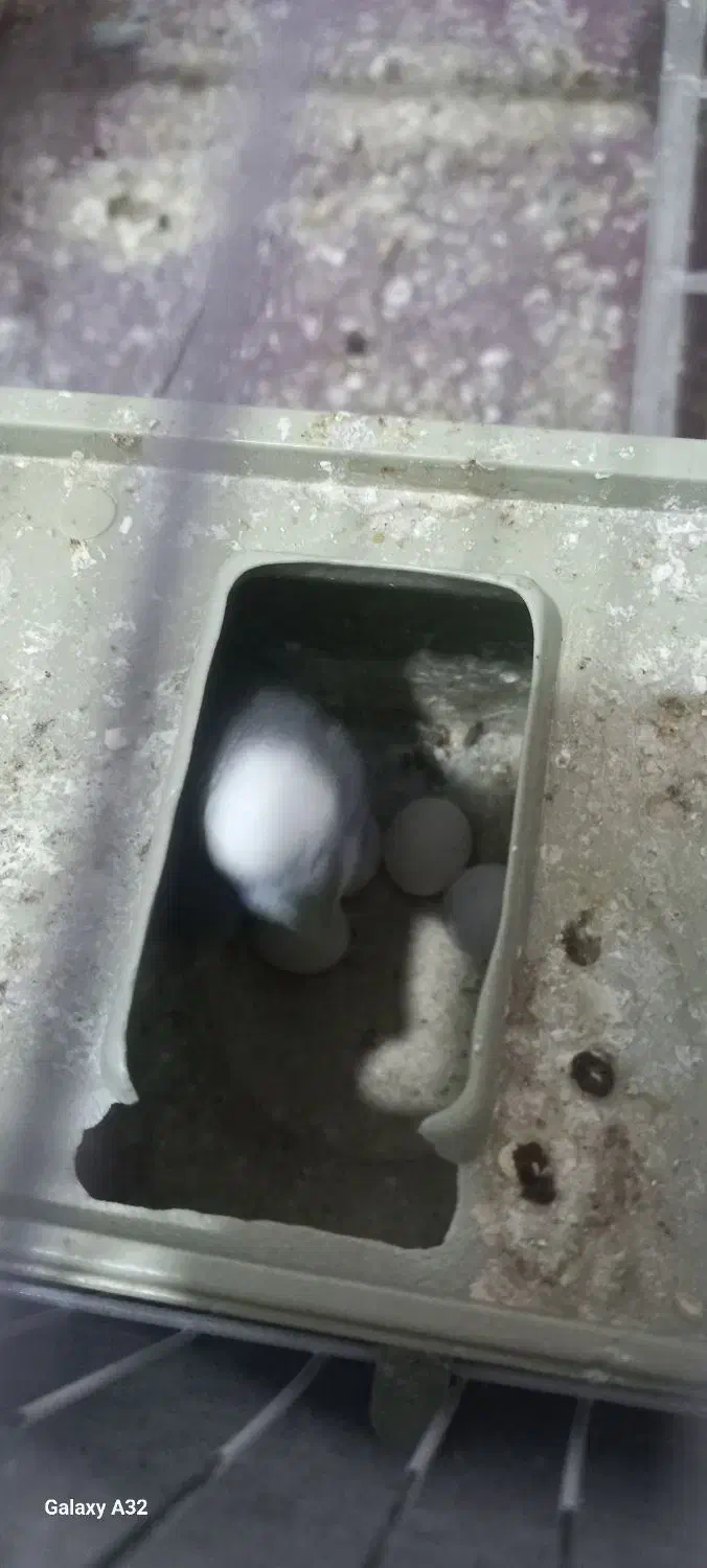 مرغ عشق مولد|پرنده|پاکدشت, شهرک امام رضا|دیوار