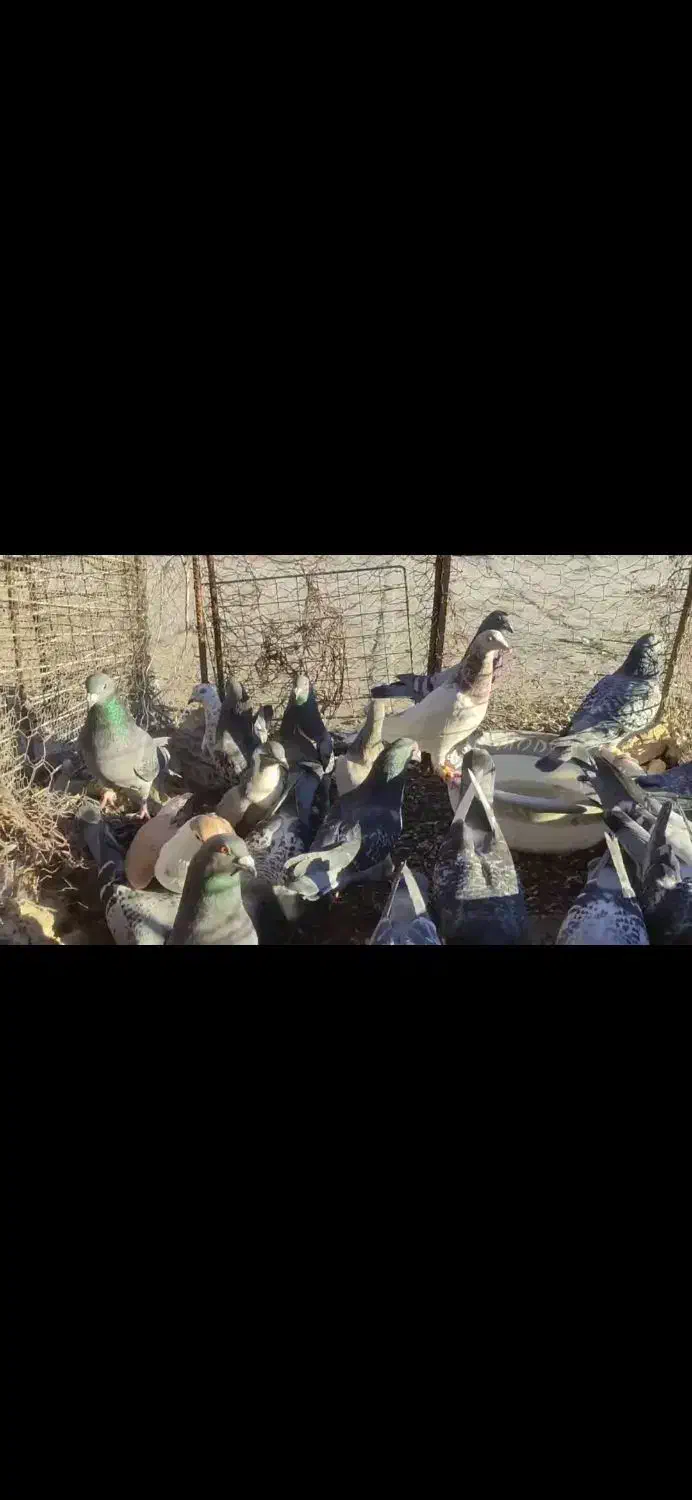 کبوتر چاشنی|پرنده|سرداران, |دیوار