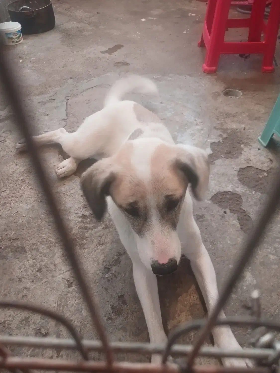 سگ گم شده|حیوانات|رشت, پارک شهر|دیوار