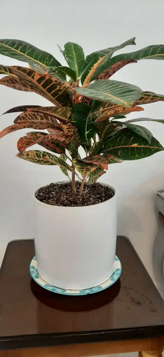 گل طبیعی|گل و گیاه طبیعی|مشهد, امام رضا (ع)|دیوار