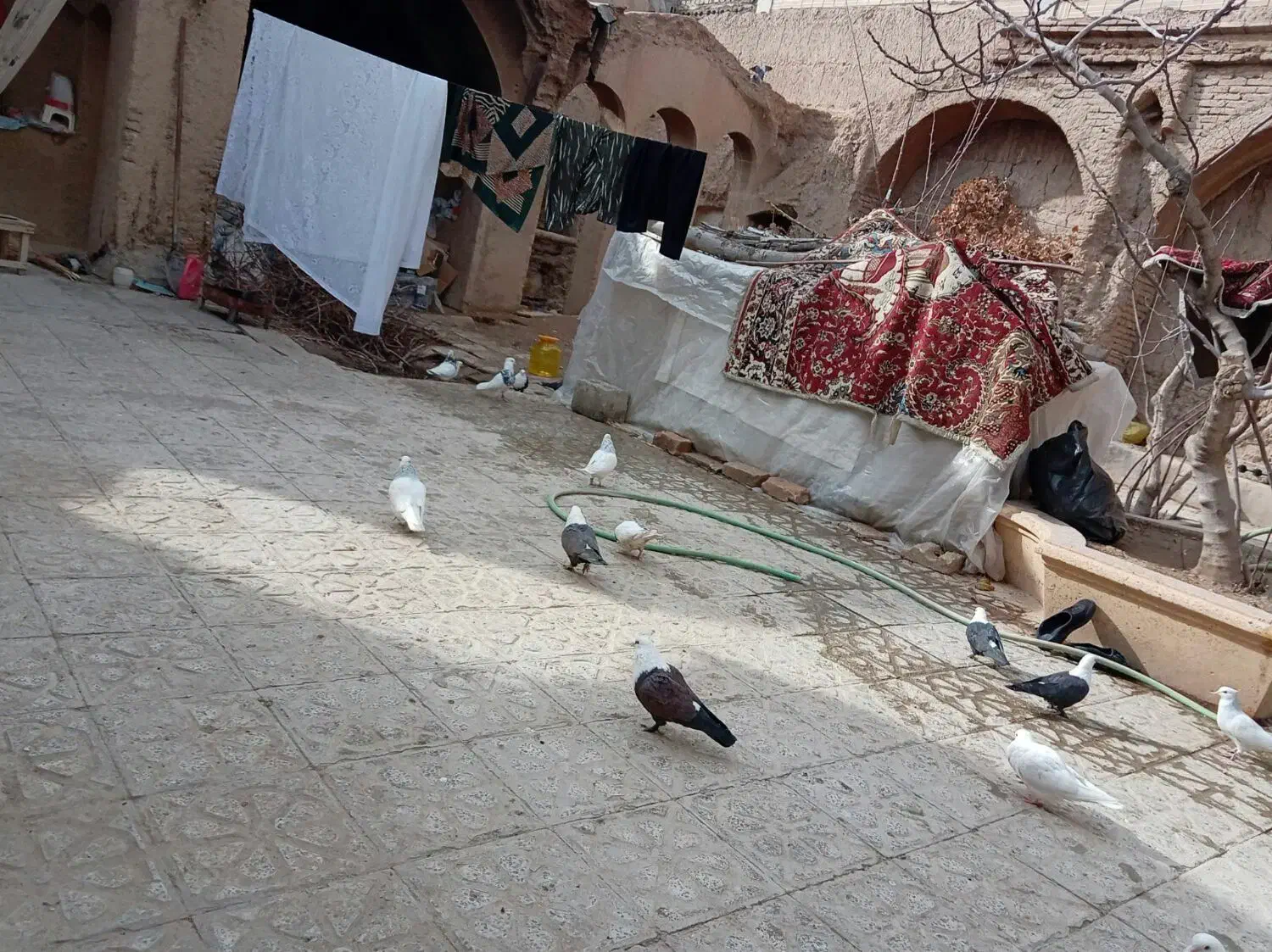 فروشتعدادیکبوترنروماده|پرنده|نجفآباد, ریاضی|دیوار