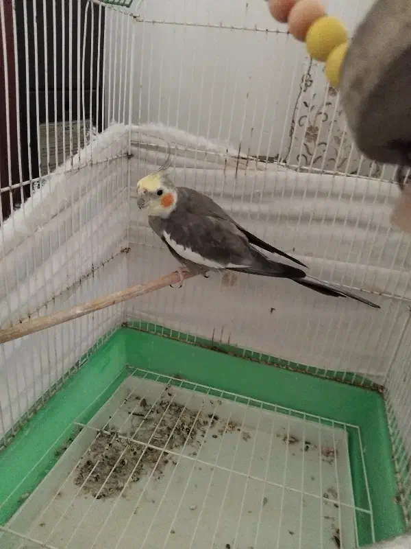 طوطی عروس هلندی|پرنده|اسالم, |دیوار