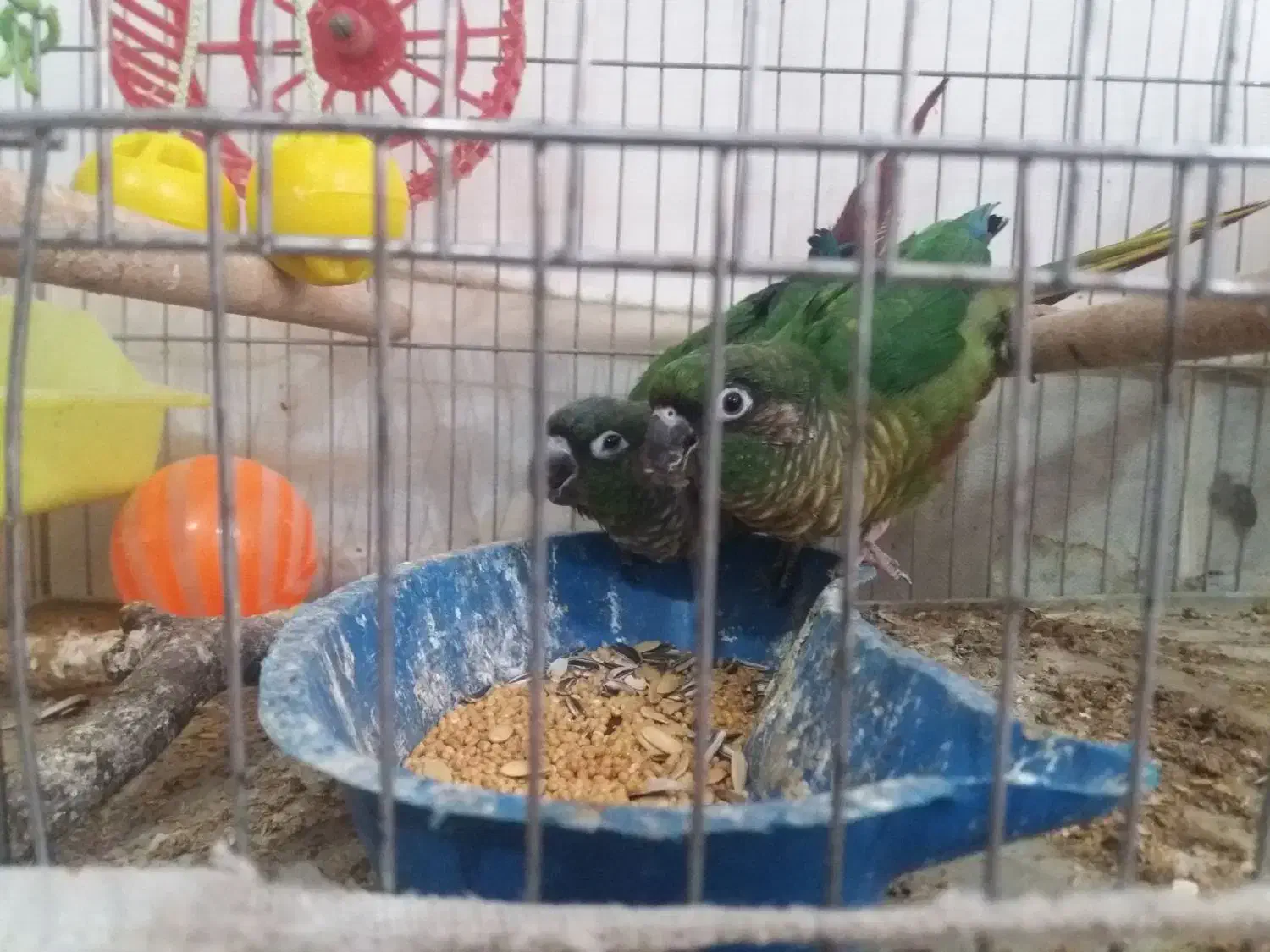 یک جفت گری۸نچیک مولد آماده تخم گذاری|پرنده|شاهین دژ, |دیوار