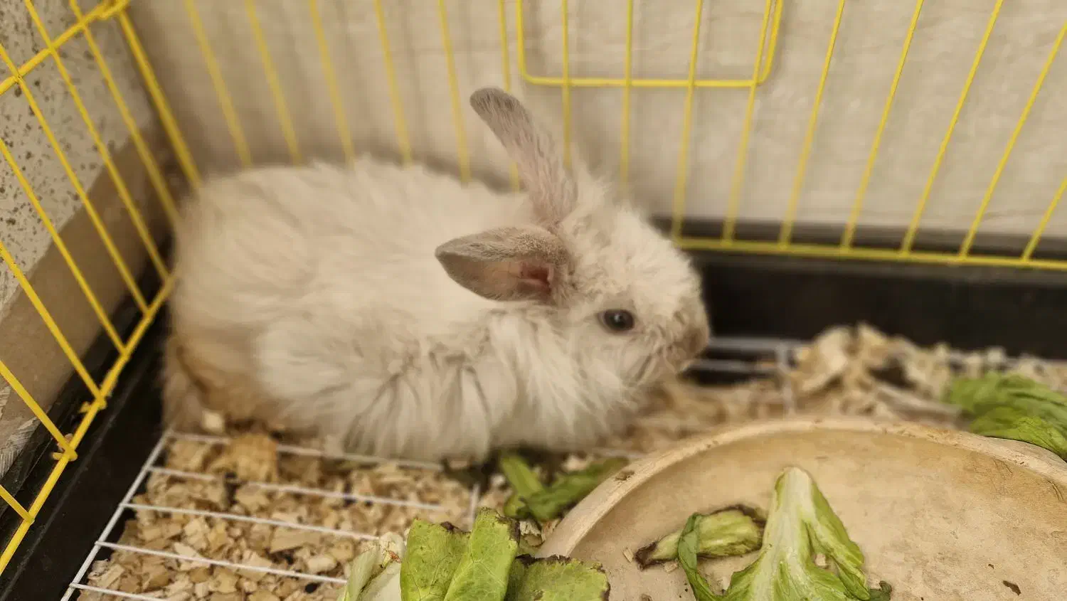 فروش خرگوش|موش و خرگوش|بندرعباس, |دیوار