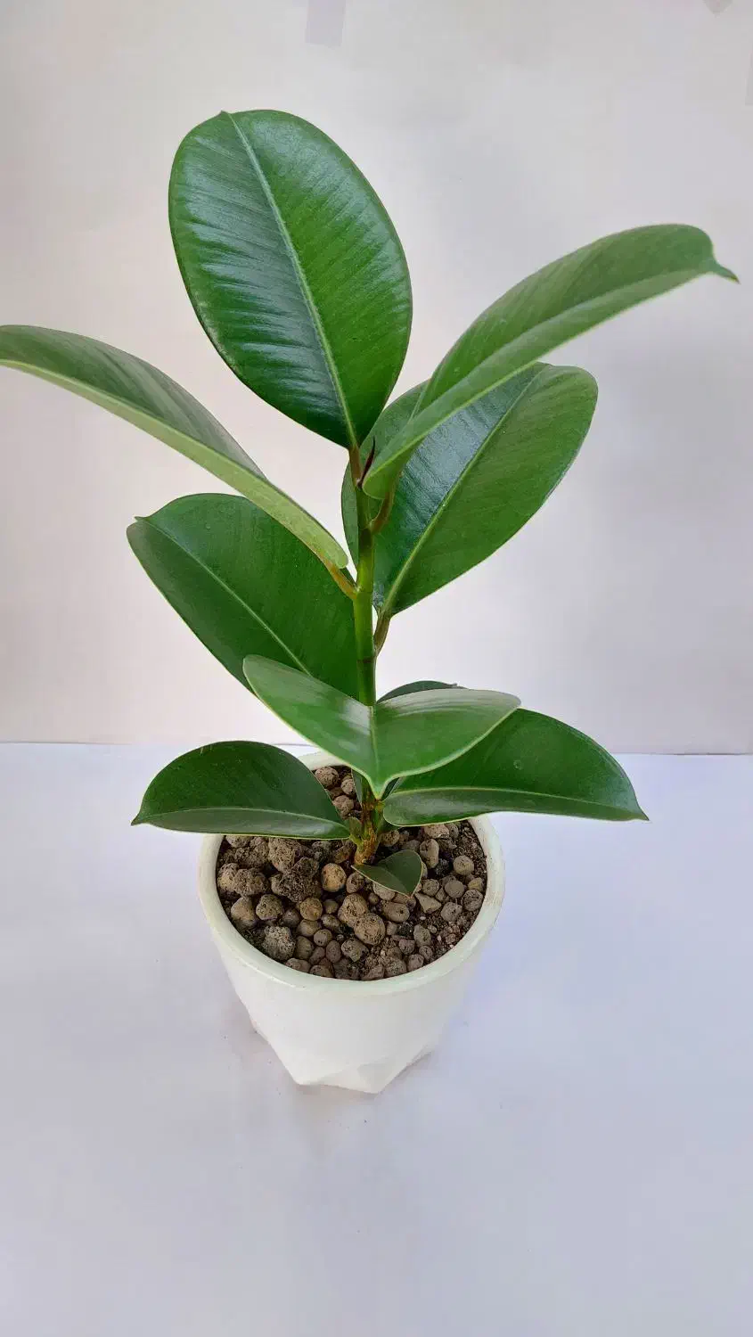 اینجا گلخونه اریکاست|گل و گیاه طبیعی|بجنورد, |دیوار