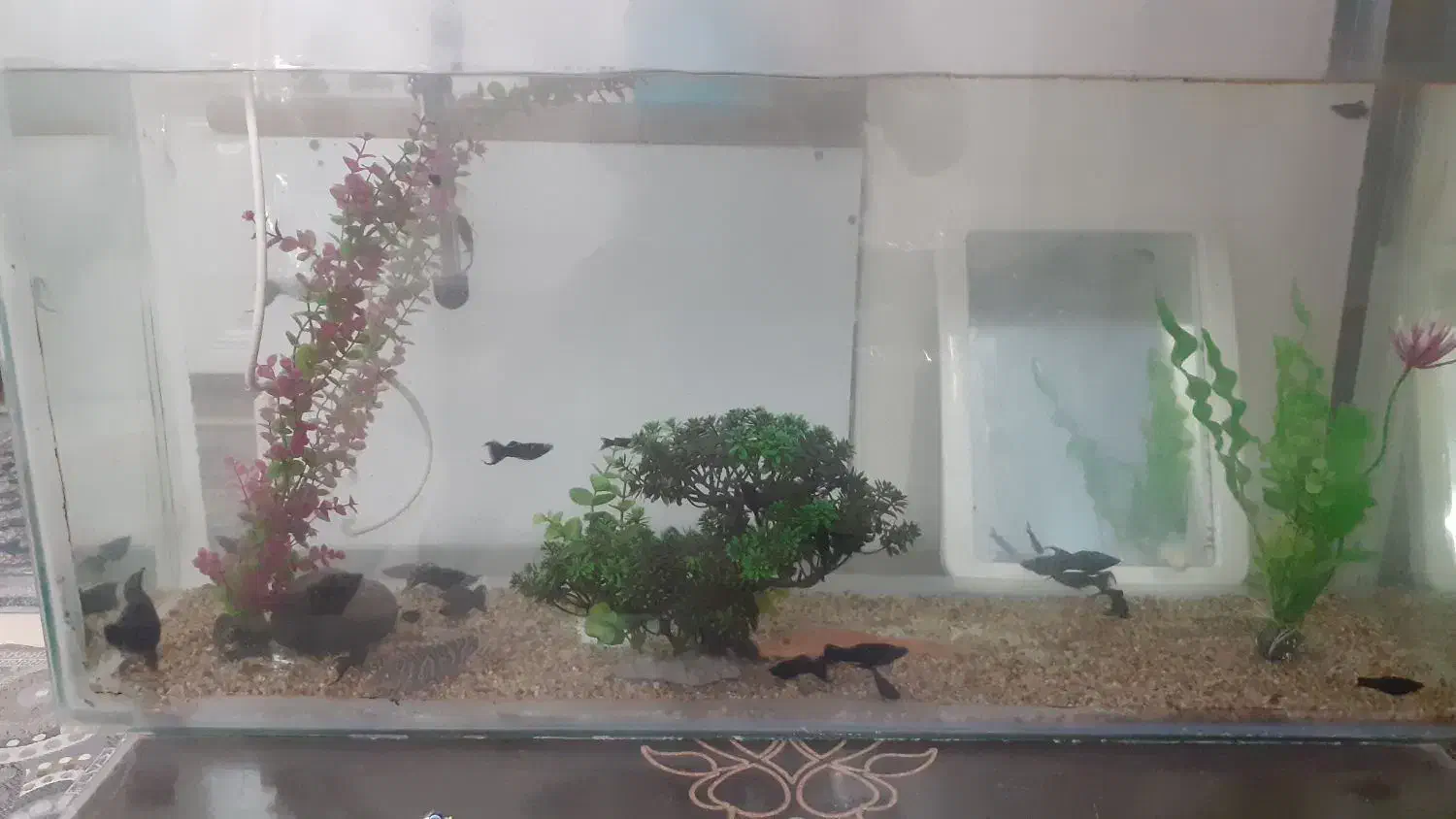 فروش اکواریوم با ماهی|ماهی|فولادشهر, مسکن مهر فولادشهر|دیوار