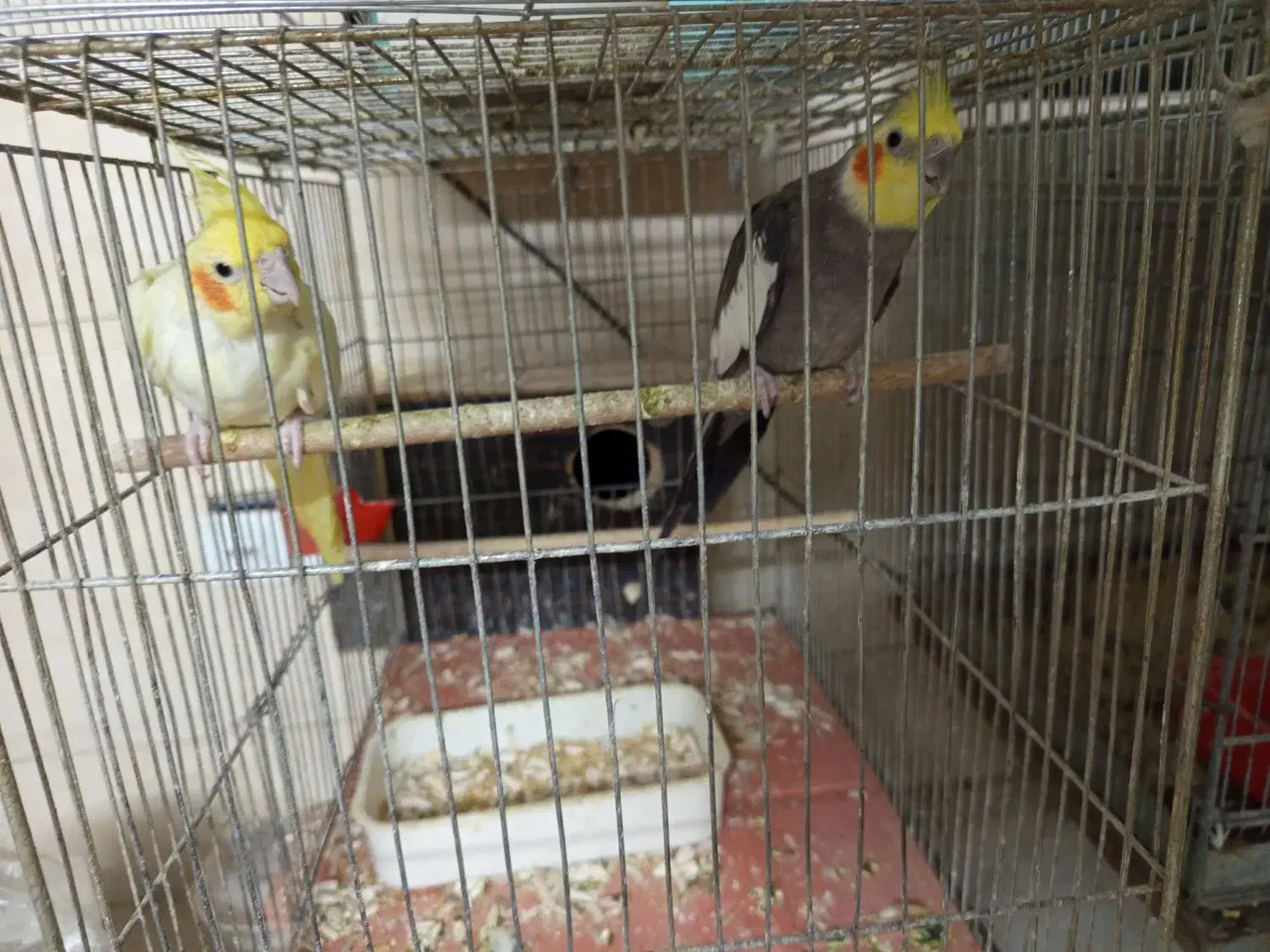 فروش انواع پرندگان|پرنده|قم, خاکفرج|دیوار