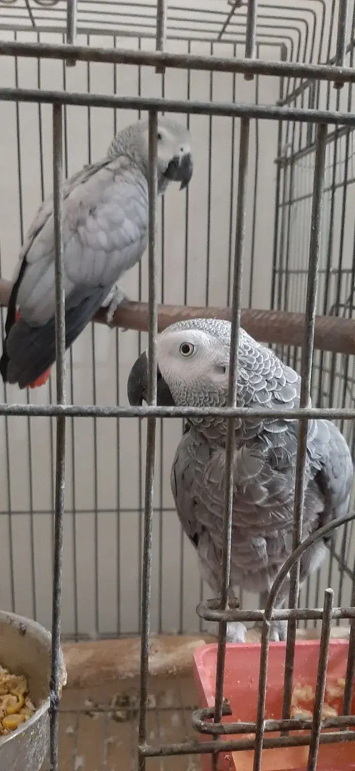 کاسکوجفت مولد|پرنده|مبارکه, |دیوار