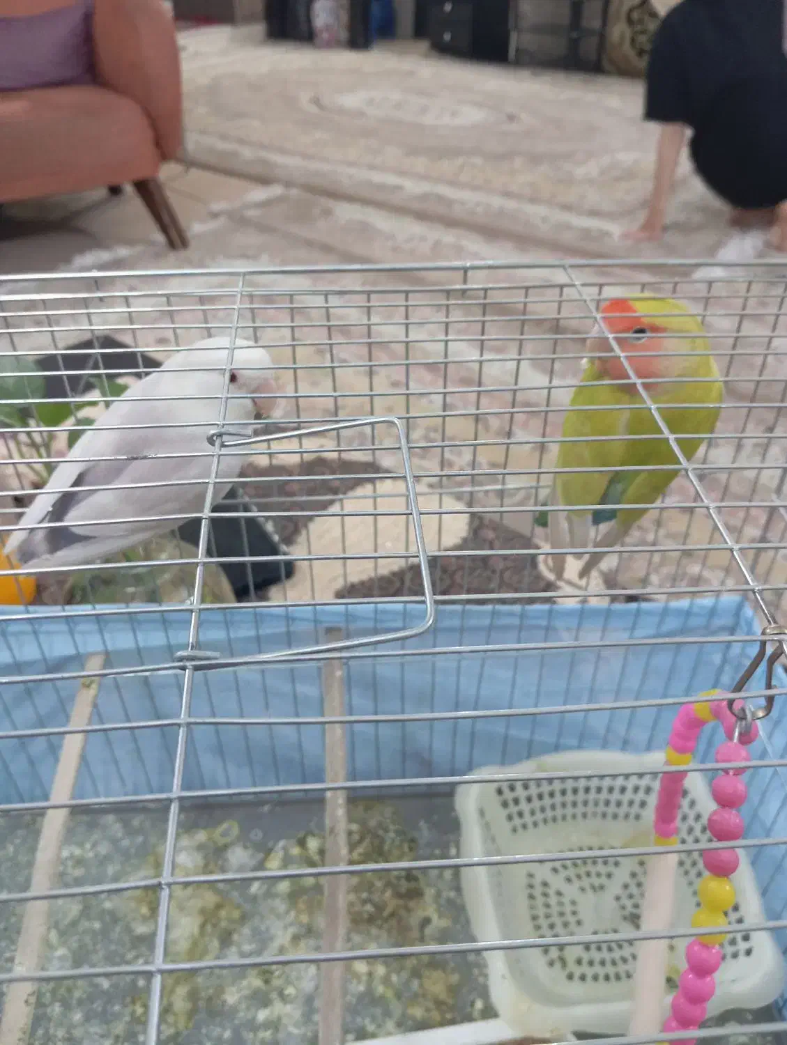 یه جفت طوطی برزیلی نر و ماده با قفس  و غذا|پرنده|سمنان, |دیوار