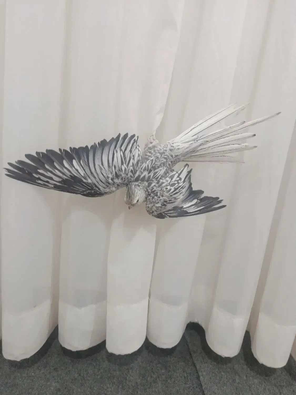 عروس هلندی ایزابلا|پرنده|بهار, |دیوار