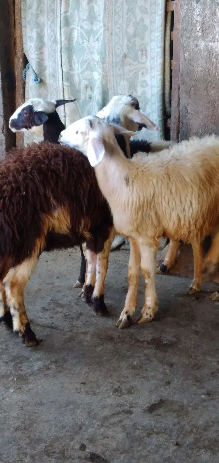 ۳تابره نر تخمی|حیوانات مزرعه|شیروان (لرستان), |دیوار