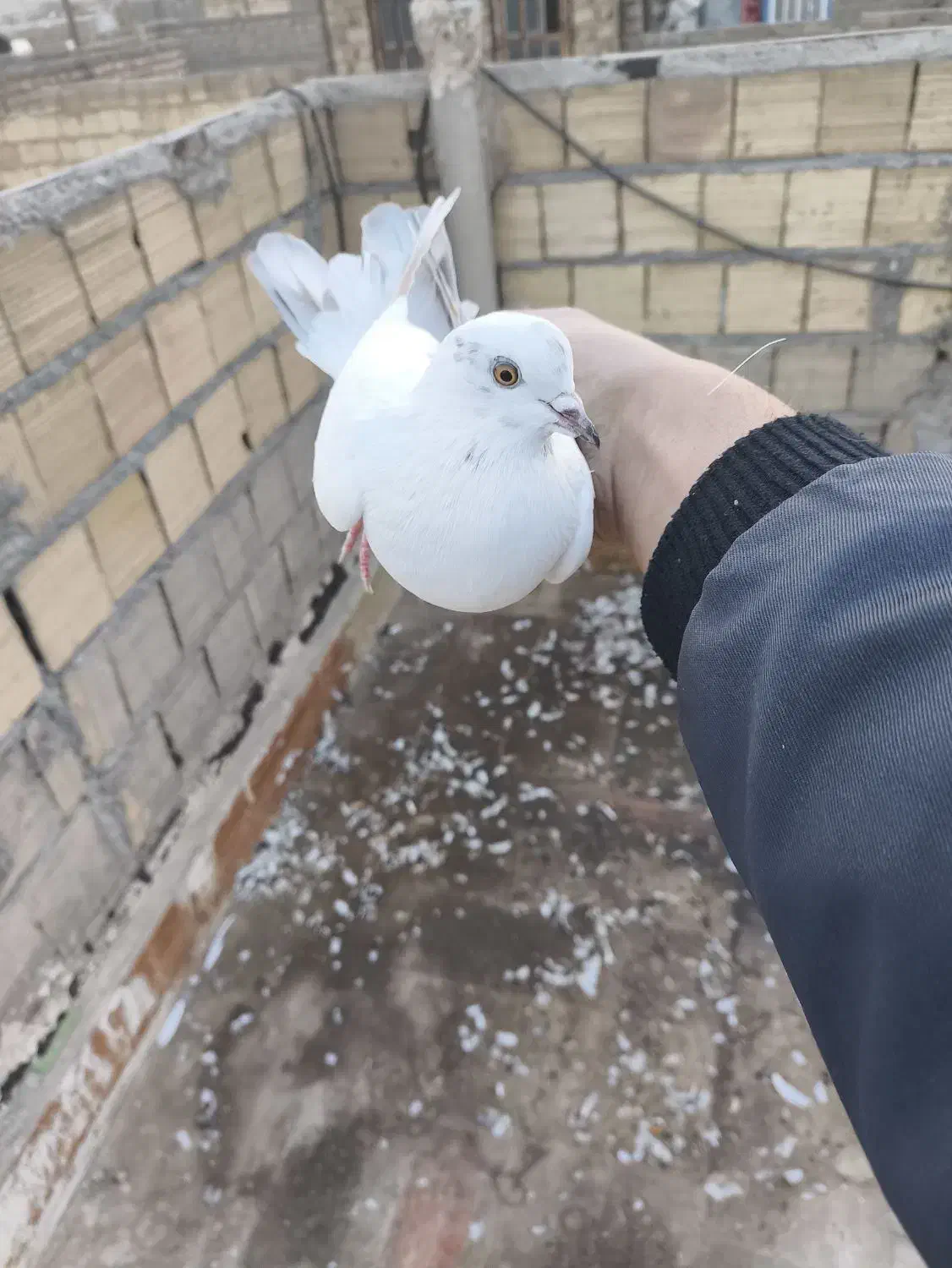 کفتر پتی|پرنده|قم, نیروگاه|دیوار