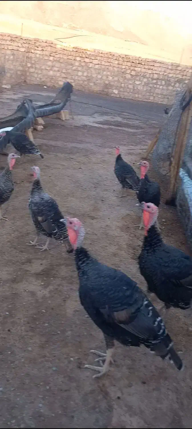 بوقلمون|حیوانات مزرعه|کوهنانی, |دیوار