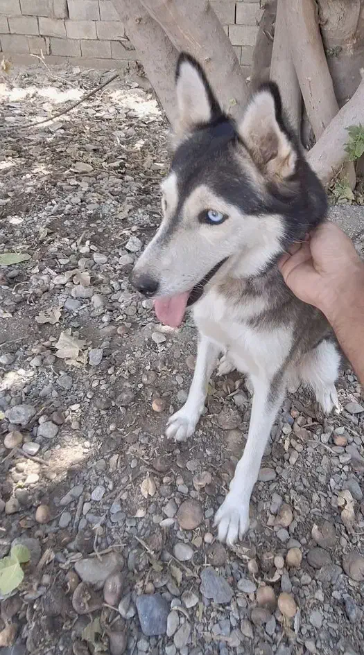 هاسکی ماده|سگ|کهنوج, |دیوار