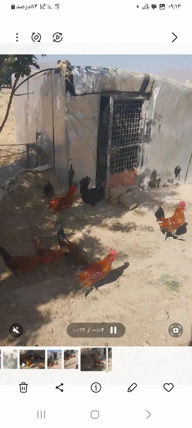 فروش خروس گلین|حیوانات مزرعه|مهاجران, |دیوار