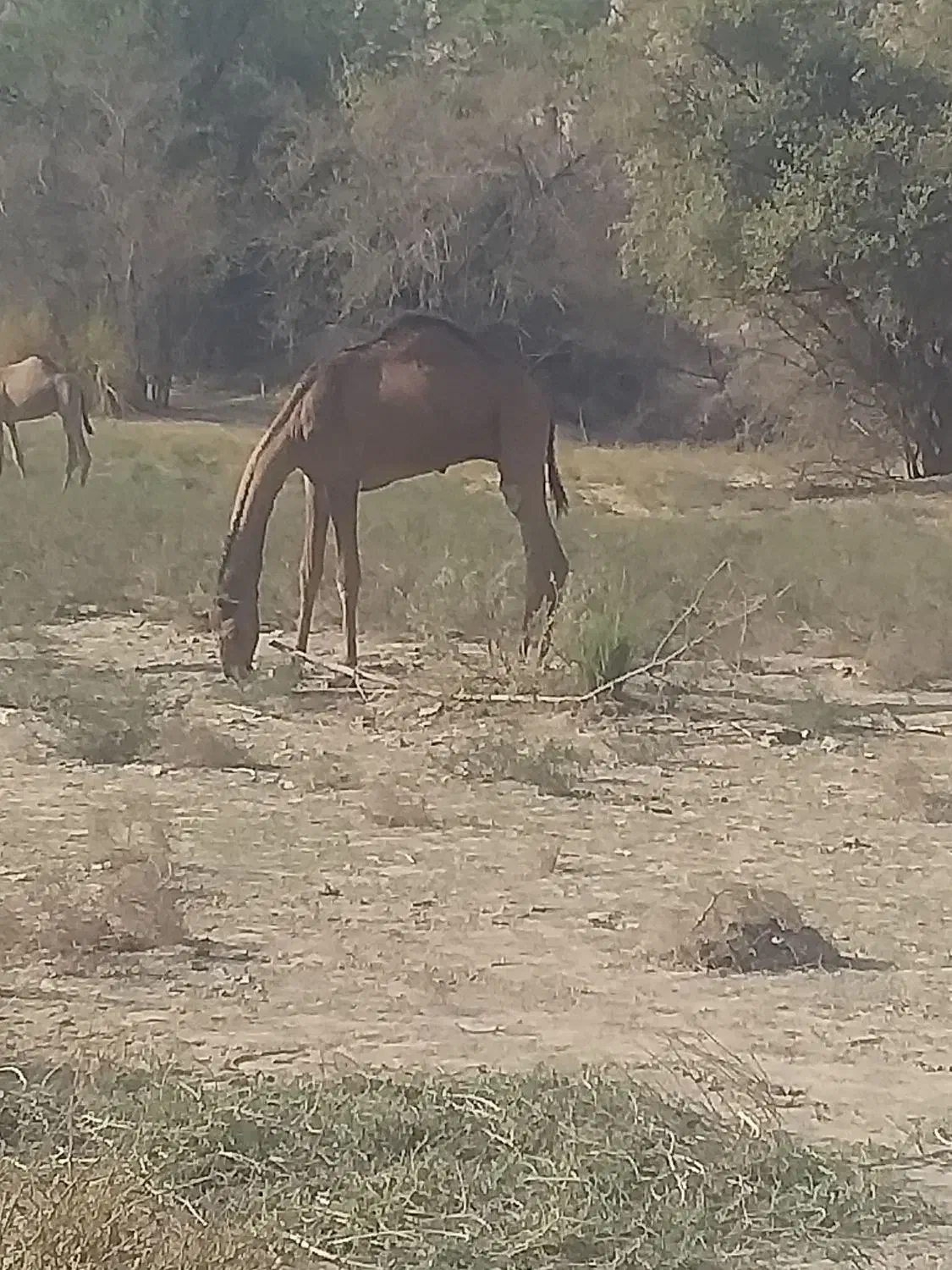 فروش شتر نر|حیوانات مزرعه|بندرعباس, |دیوار