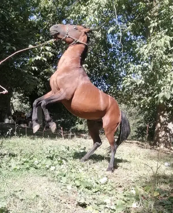 اسب|اسب و تجهیزات اسب‌سواری|همدان, |دیوار