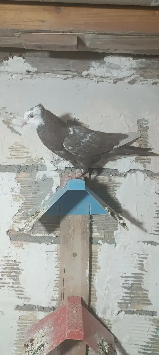 کبوتر در خرمشهر|پرنده|خرمشهر, |دیوار