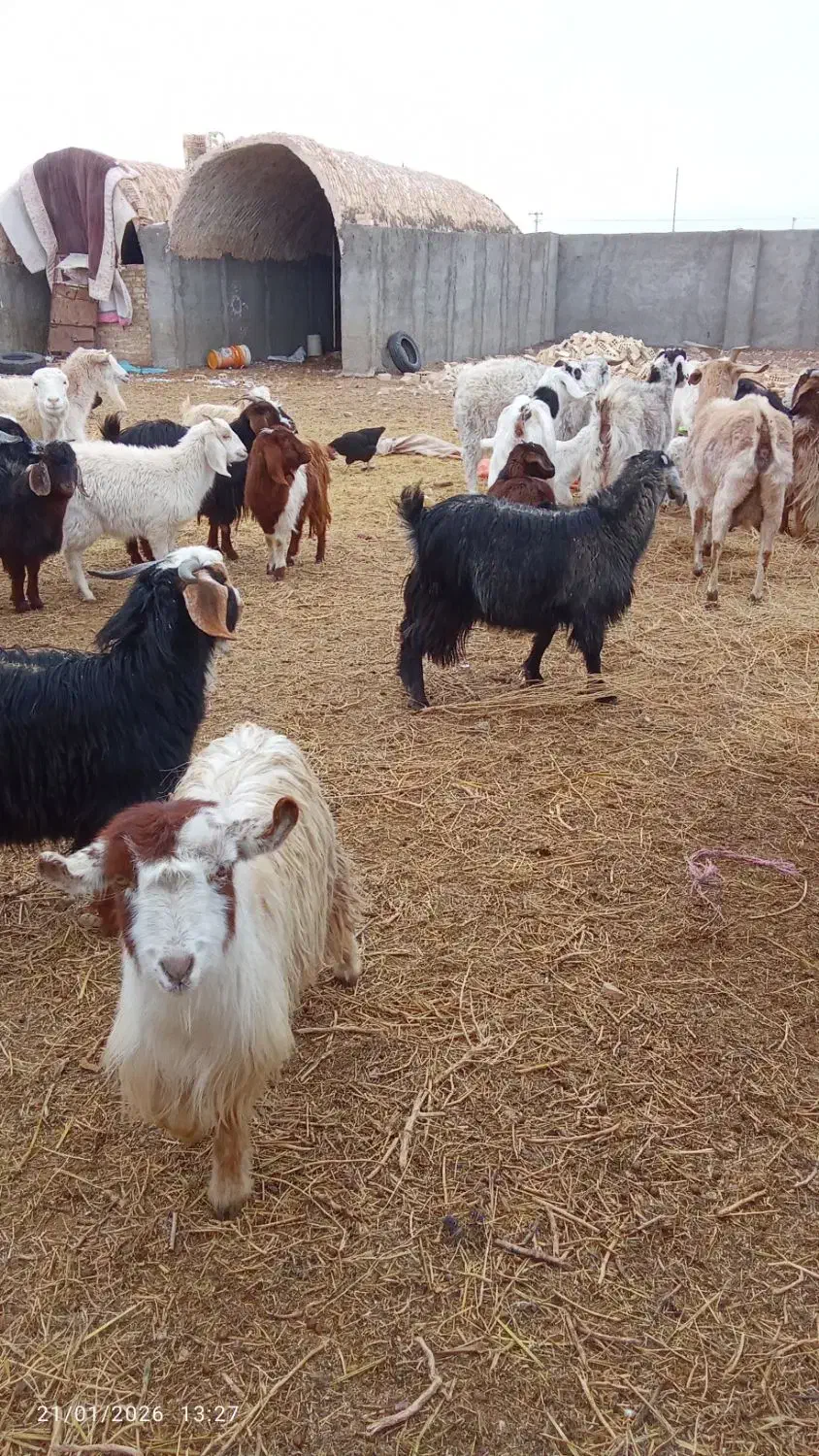 بزغاله وبز|حیوانات مزرعه|سده (خراسان جنوبی), |دیوار