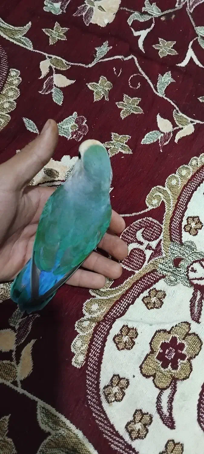کوتوله برزیلی|پرنده|شیراز, زرگری|دیوار