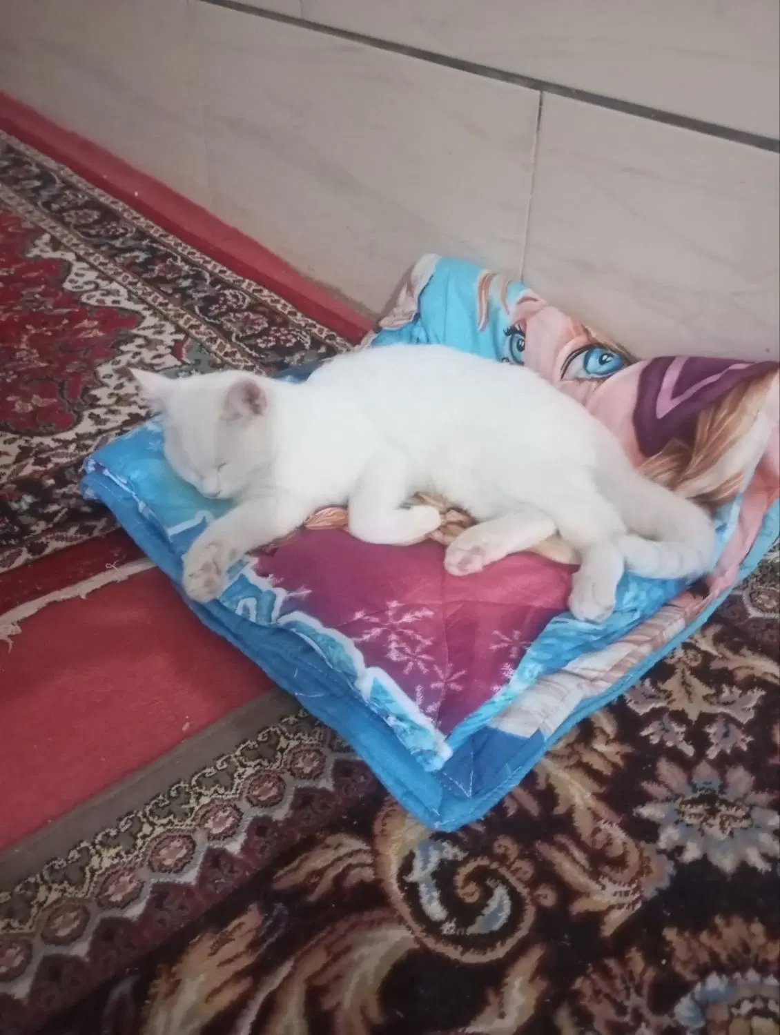 گربه|گربه|تربت جام, یحیی آباد|دیوار