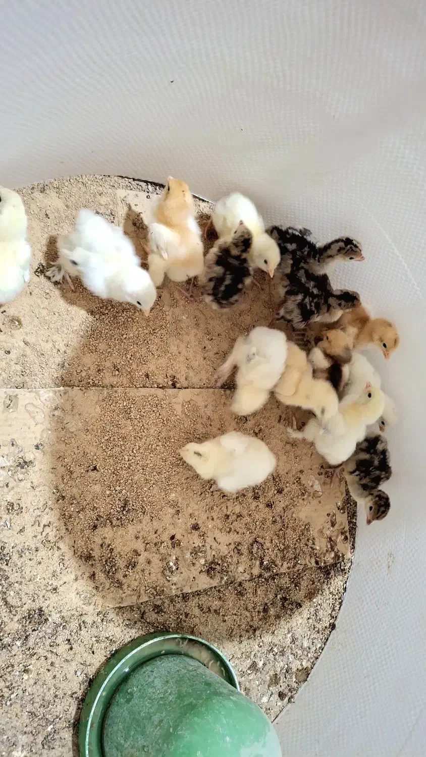 جوجه مرغ برهما،کوشین،گردن‌لخت از مولدهای خالص|حیوانات مزرعه|رودشت (اصفهان), |دیوار