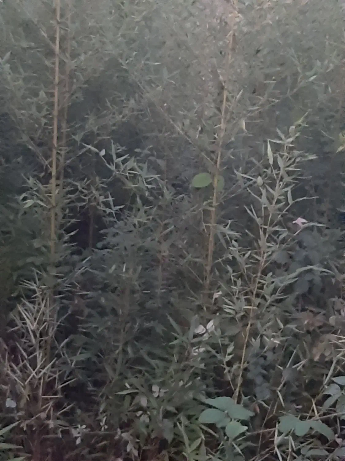 نی خیزران یا بامبو|گل و گیاه طبیعی|لاهیجان, لیل|دیوار