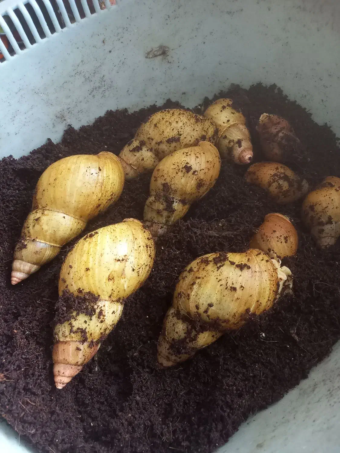 فروش حلزون|خزنده|شیراز, کوزه گری|دیوار