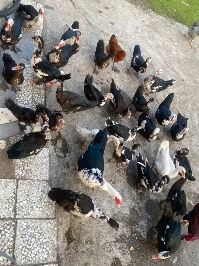 فروش اردک|حیوانات مزرعه|تالش, تالش|دیوار