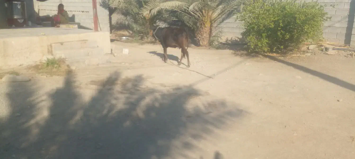 گاو گوساله ماده|حیوانات مزرعه|میناب, |دیوار