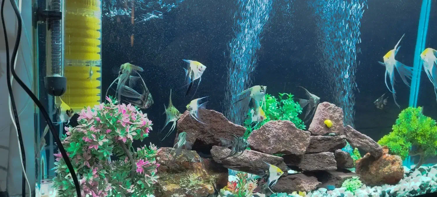 آکواریوم خوشکل پسند|ماهی|شوش, |دیوار