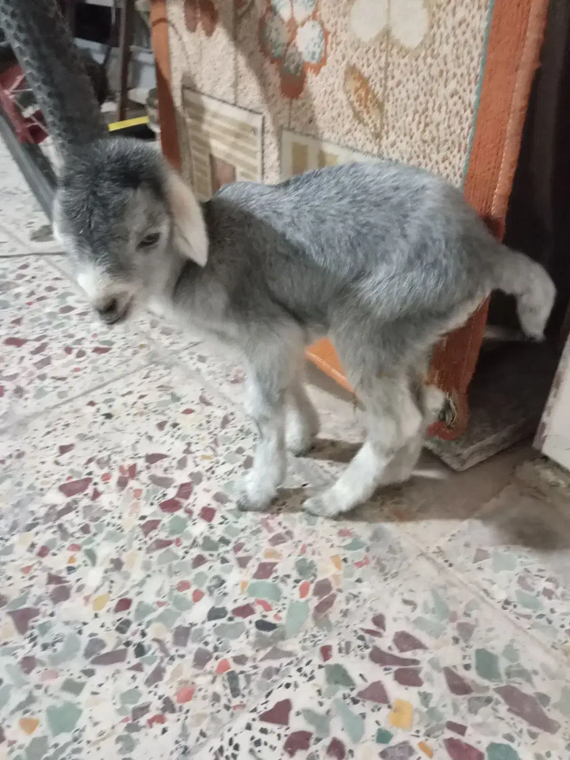 سلام کهره شیری نر خوب وسالم|حیوانات مزرعه|خورموج, |دیوار