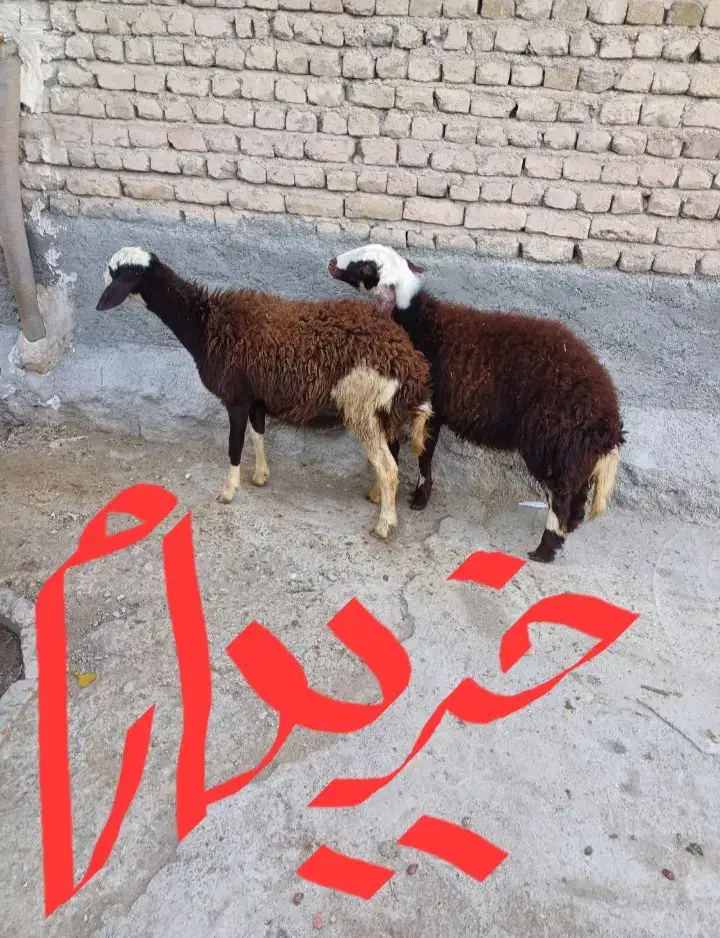 گوسفند|حیوانات مزرعه|رومشکان, |دیوار