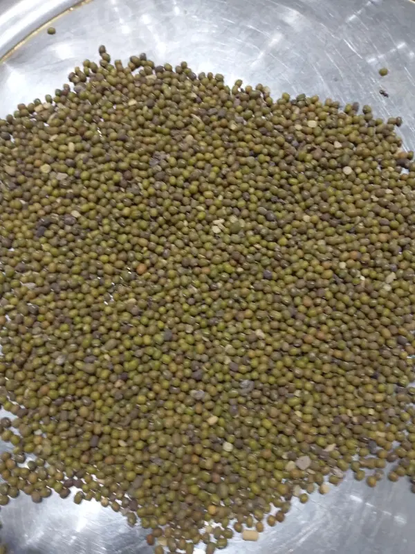 ماش|عمده‌فروشی|کلاله, |دیوار