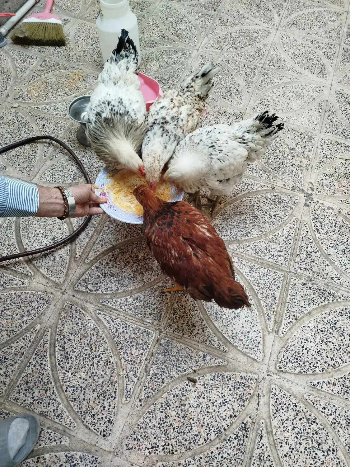 ۴عدد مرغ ویروس سالم و سرحال|حیوانات مزرعه|کرج, حصارک بالا|دیوار