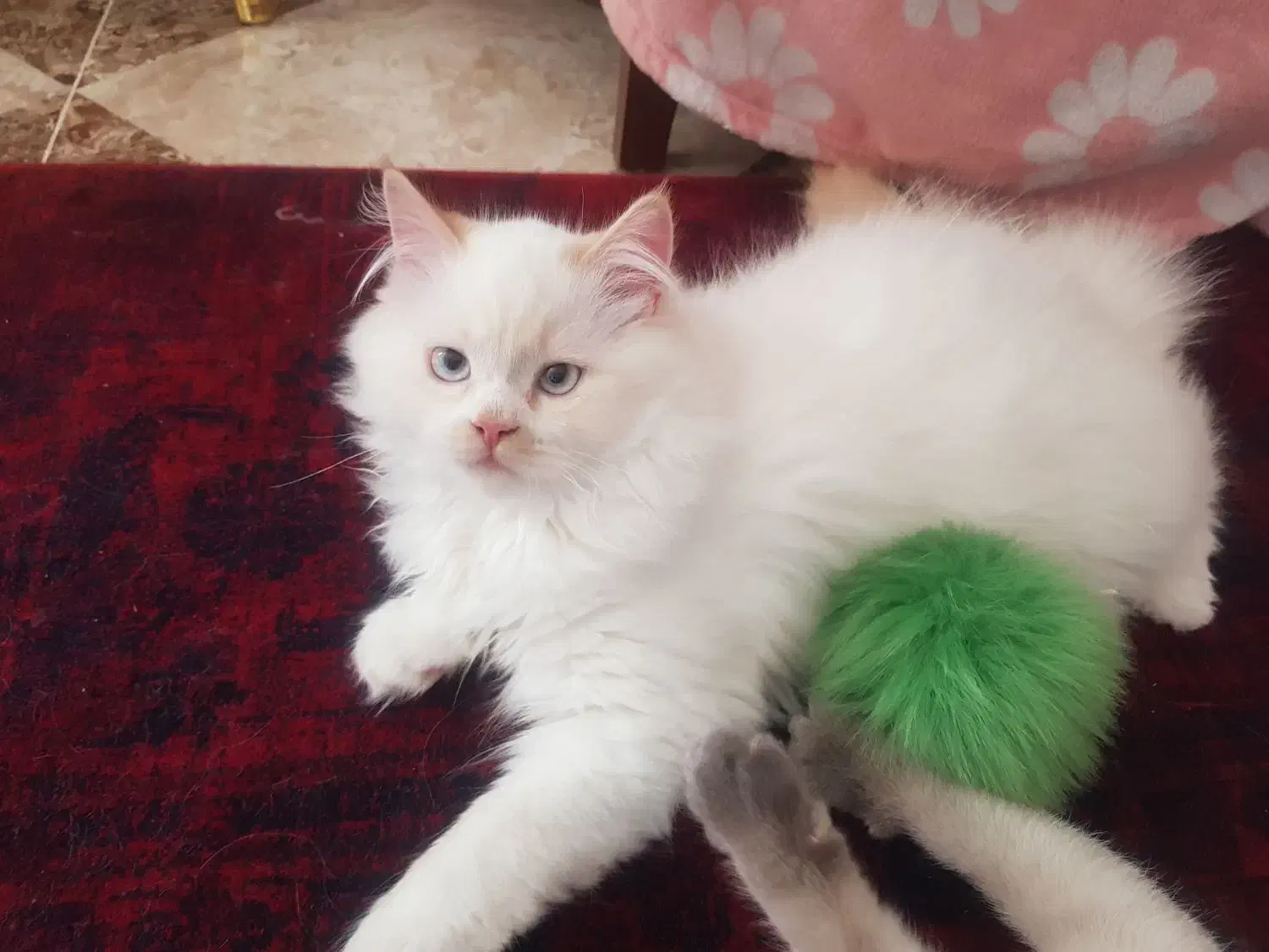 گربه ملوس|گربه|زابل, |دیوار