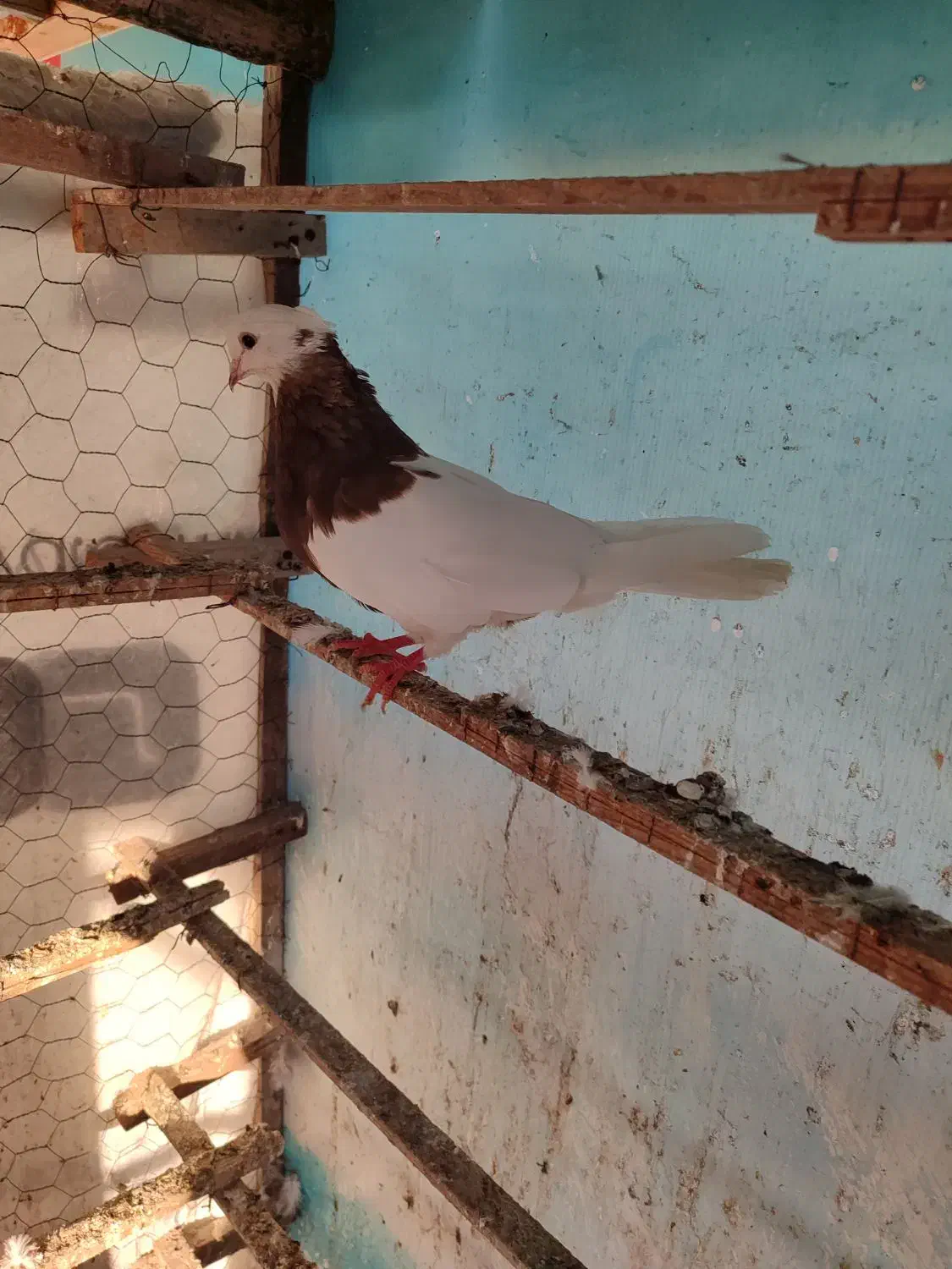 طوقی ماده کلاه دار|پرنده|قائمشهر, |دیوار