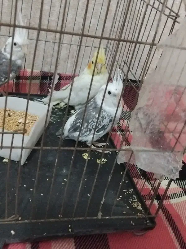 عروس هلندی|پرنده|رباط‌کریم, نصیرشهر|دیوار