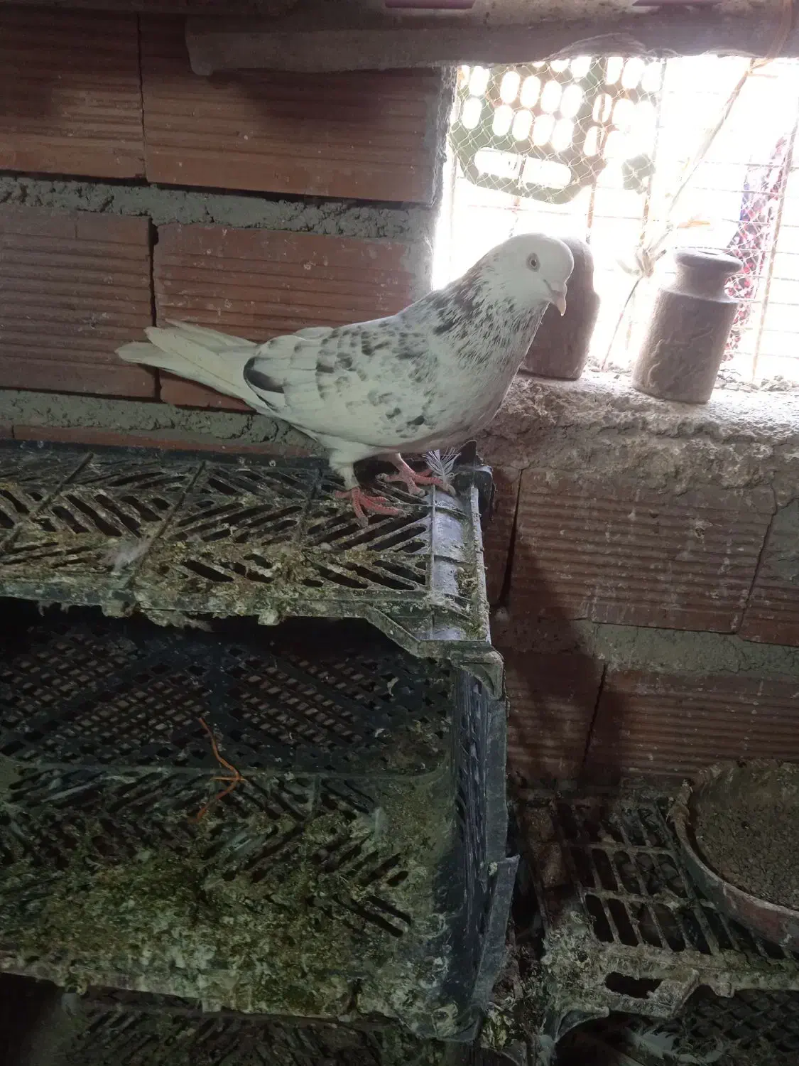 کبوتر|پرنده|اردبیل, |دیوار