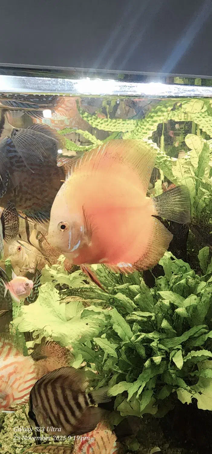 جفت دیسکس مولد|ماهی|کرمان, |دیوار