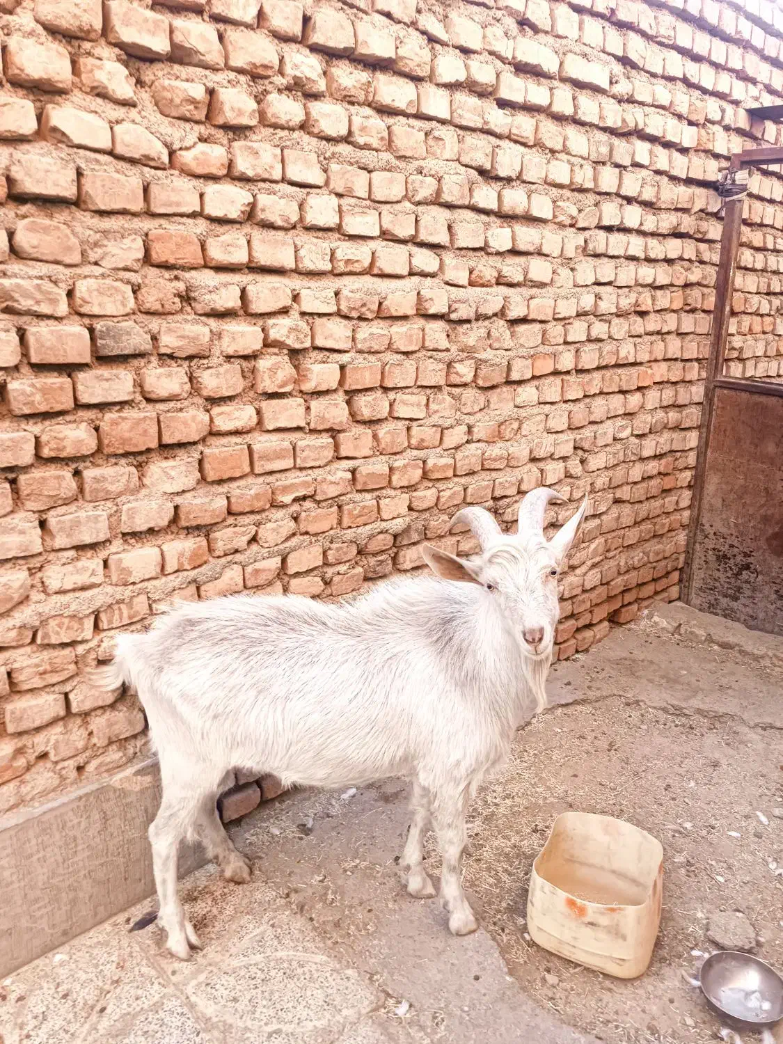 چبش سانن|حیوانات مزرعه|نهبندان, |دیوار