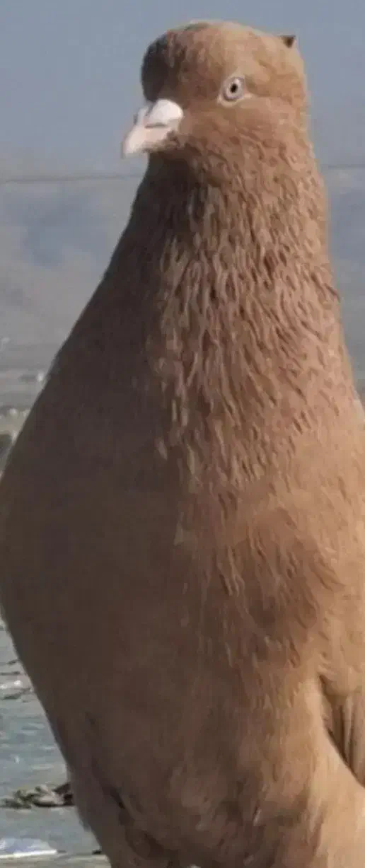 زرد کاکلی|حراج|اسفراین, |دیوار