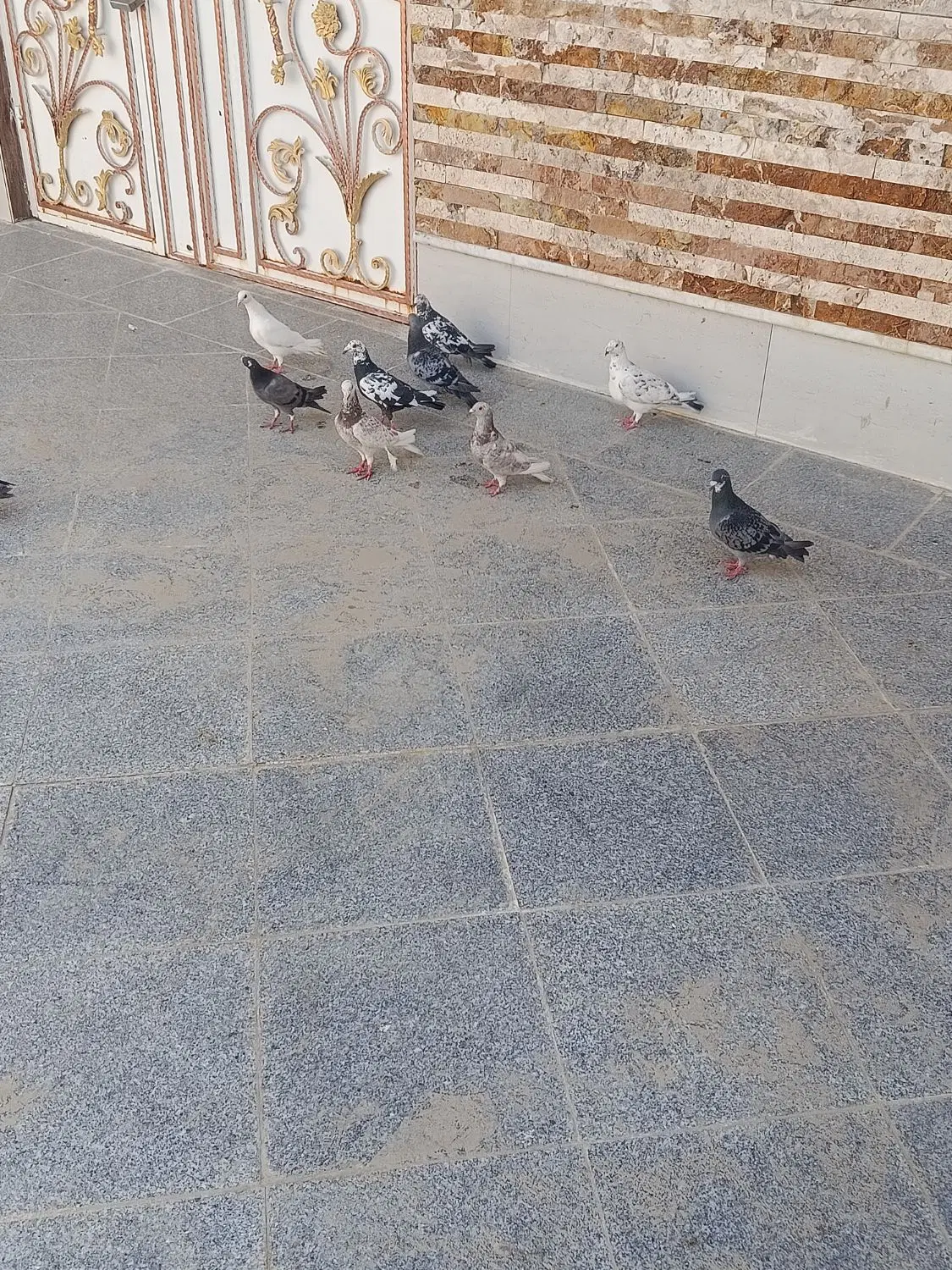 کبوتر|پرنده|سراوان, |دیوار